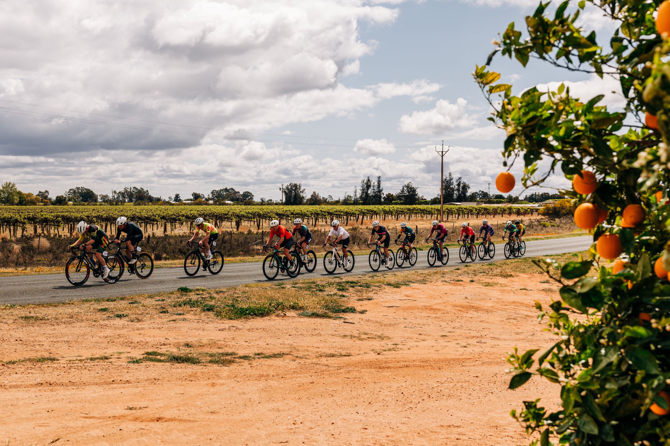 The peloton passes an orange grove during a road race at the 2024 AusCycling Masters & Junior Road National Championships